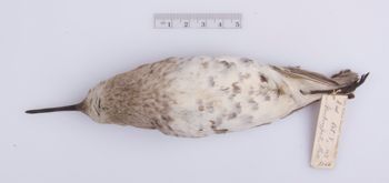 Media type: image;   Ornithology 292205